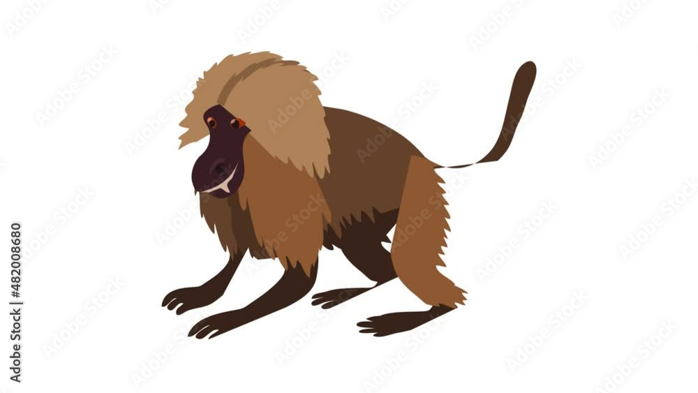 Wall mural gelada monkey icon animation best cartoon object on white background - Wall murals