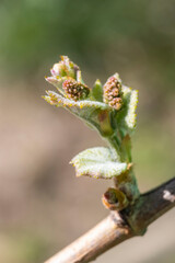 flowers and buds of fruit trees in spring