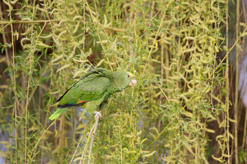 Gelbkopfamazone (Amazona oratrix)