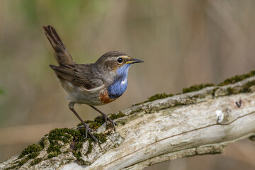 Weißsterniges Blaukehlchen (Luscinia svecica) Männchen