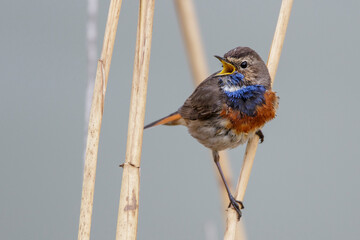 Weißsterniges Blaukehlchen (Luscinia svecica) Männchen