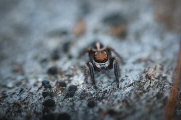 macro shot of jumping spider.