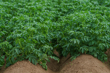 Two rows of fresh green potato plants