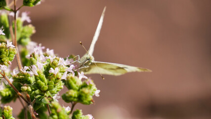 Butterfly of the species Pieris brassicae (the large white, also called cabbage butterfly,) on a flowering plant. Front view, looking at camera, focus on butterfly head.