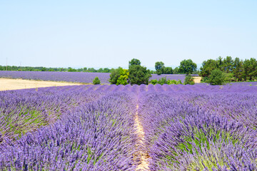 Naklejka premium Lavender field