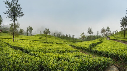 Scenic view of agriculture green tea farm plantation growing in Sri Lanka. Landscape photo of a tea plantation. Traveling and agriculture concept.