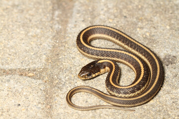 Young coast garter snake (Thamnophis elegans terrestris) coiled on a patio stone.