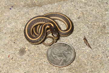 A baby coast garter snake (Thamnophis elegans terrestris) from Santa Cruz County, California,...