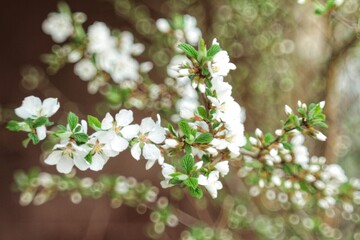 flowers