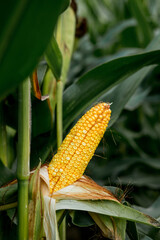 Closeup of corn on the stalk in the corn field