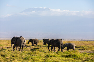 Fototapeta na wymiar KENYA - AUGUST 16, 2018: Herd of elephants in Amboseli National Park