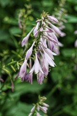 close up of a pink flower
