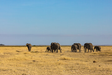 Fototapeta na wymiar KENYA - AUGUST 16, 2018: Family of elephants is passing by tourists in Amboseli National Park.