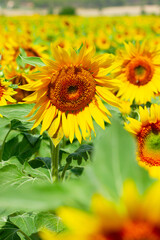 Obraz premium Field of sunflowers