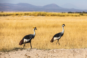 Obraz na płótnie Canvas KENYA - AUGUST 16, 2018: Two birds are passing by the road in Amboseli