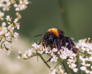 bee on a flower