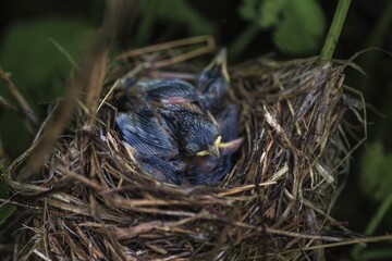 bird nest in the grass