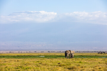 Fototapeta na wymiar KENYA - AUGUST 16, 2018: An elephant in Amboseli National Park