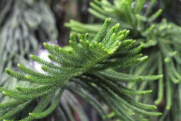 fern leaves