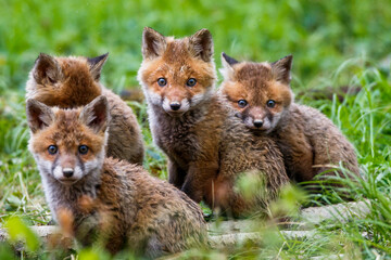 Rotfüchse (Vulpes vulpes) Junge