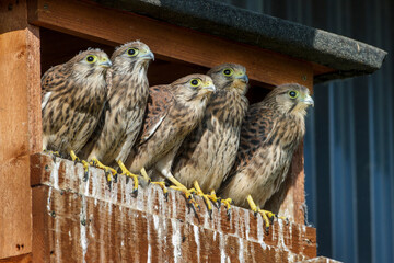 Turmfalke (Falco tinnunculus) Jungvogel