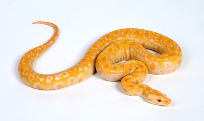 Burmese python // Dunkler Tigerpython (Python bivittatus) - Albino