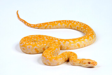 Dunkler Tigerpython // Burmese python (Python bivittatus) - Albino