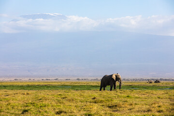KENYA - AUGUST 16, 2018: An African elephant in Amboseli National Park