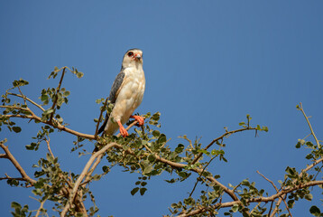 Pygmy Falcon - Polihierax semitorquatus, small beautiful bird of prey from African savannahs and...