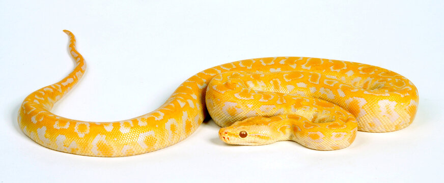 Dunkler Tigerpython // Burmese python (Python bivittatus) - Albino