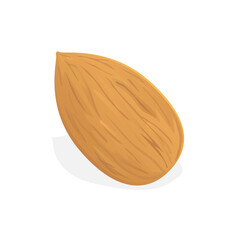 Vector illustration of almond isolated on white background.