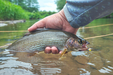 Beautiful grayling caught on the fly. Fly fishing.