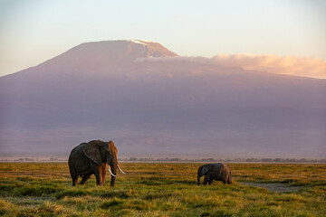 KENYA - AUGUST 16, 2018: Two elephants in front of Kilimanjaro in Amboseli National Park