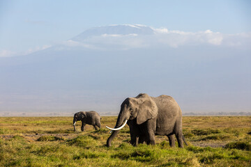 Fototapeta na wymiar KENYA - AUGUST 16, 2018: Two elephants in Amboseli National Park