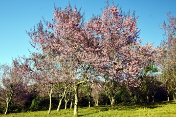 Thai cherry blossom garden