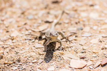 Lizard in the Paracas National Reserve in Peru