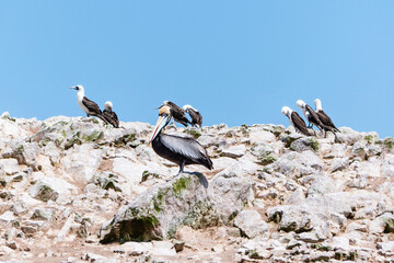 Peruvian pelicans at the Ballestas Islands in Peru