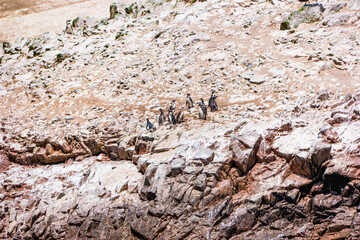 A group of Humboldt penguins at the Ballestas Islands in Peru