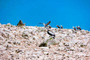 Peruvian pelicans at the Ballestas Islands in Peru