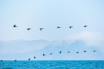 The Ballestas Islands - group of small islands near the town of Paracas in Peru