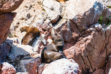 South American sea lions at the Ballestas Islands in Peru