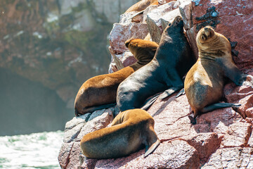 South American sea lions at the Ballestas Islands in Peru - 482014491