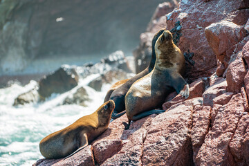 South American sea lions at the Ballestas Islands in Peru