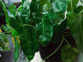 Green leaves in the garden background. Green leaves texture background, Natural background and wallpaper.