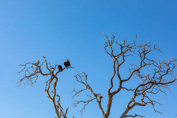 KENYA - AUGUST 16, 2018: Vultures in Amboseli National Park