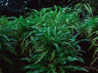 Green leaves in the garden background. Green leaves texture background, Natural background and wallpaper.