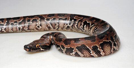Fototapeta premium Blutpython, Sumatra-Kurzschwanzpython // Sumatra Python (Python curtus)