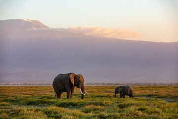 KENYA - AUGUST 16, 2018: Two elephants at sunset in Amboseli National Park