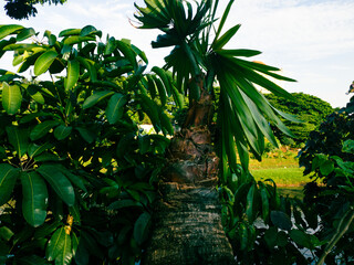 Obraz na płótnie Canvas Palm in a garden. Beautiful garden.