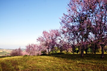 Thai cherry blossom garden